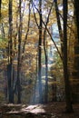 Atmospherically colored autumn forest on a calm lake - beech forest - beech light incidence light beam