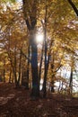 Atmospherically colored autumn forest on a calm lake - beech forest - beech light incidence light beam Royalty Free Stock Photo