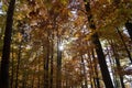 Atmospherically colored autumn forest on a calm lake - beech forest - beech light incidence light beam Royalty Free Stock Photo