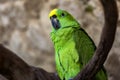 Photo of auropalliata amazon or green amazon it is a tropical bird that lives wildly in tropical jungles where it camouflages