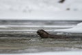 Eurasian Otter Lutra lutra in the river in winter. Bieszczady Mountains, Carpathians, Poland Royalty Free Stock Photo