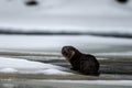 Eurasian Otter Lutra lutra in the river in winter. Bieszczady Mountains, Carpathians, Poland Royalty Free Stock Photo