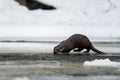 Eurasian Otter Lutra lutra in the river in winter. Bieszczady Mountains, Carpathians, Poland Royalty Free Stock Photo