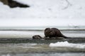 Eurasian Otter Lutra lutra in the river in winter. Bieszczady Mountains, Carpathians, Poland Royalty Free Stock Photo