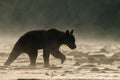 Silhouette of a brown bear Ursus arctos in the water at sunrise. Bieszczady Mountains. Poland Royalty Free Stock Photo