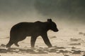 Silhouette of a brown bear Ursus arctos in the water at sunrise. Bieszczady Mountains. Poland Royalty Free Stock Photo