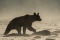 Silhouette of a brown bear Ursus arctos in the water at sunrise. Bieszczady Mountains. Poland Royalty Free Stock Photo