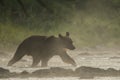 Silhouette of a brown bear Ursus arctos in the water at sunrise. Bieszczady Mountains. Poland Royalty Free Stock Photo