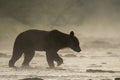 Silhouette of a brown bear Ursus arctos in the water at sunrise. Bieszczady Mountains. Poland Royalty Free Stock Photo