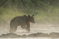 Silhouette of a brown bear Ursus arctos in the water at sunrise. Bieszczady Mountains. Poland Royalty Free Stock Photo