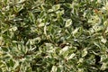Photo of an autumn bush with green and white leaves. Royalty Free Stock Photo