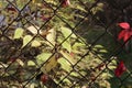 Photo of an autumn bush through a mesh netting. Close-up. Royalty Free Stock Photo