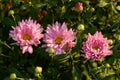 Photo autumn cute flowers lilac asters with buds.