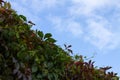 Photo of autumn decorative grapes against a blue sky.