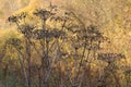 Photo of an autumn dried umbrella plant. Close-up.