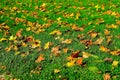 Autumn meadow bathed in the sun, Moravia, Czech Republic Royalty Free Stock Photo