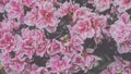 azalea flowers in the garden Royalty Free Stock Photo
