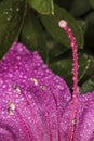 Azalea Stamen and pistils of flower close up - Macro photo of stamens and flower pistils in detail Royalty Free Stock Photo