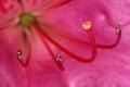 Azalea Stamen and pistils of flower close up - Macro photo of stamens and flower pistils in detail Royalty Free Stock Photo