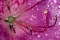 Azalea Stamen and pistils of flower close up - Macro photo of stamens and flower pistils in detail