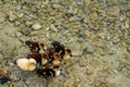 Photo of baby ducks swimming in a pond Royalty Free Stock Photo