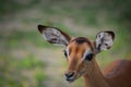 Baby Impala Head