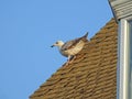 Seagull balancing on house rooftop Royalty Free Stock Photo