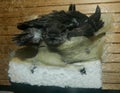 Photo of baby swiftlets bird the their nest that made from their saliva