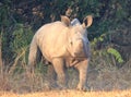 A photo of a baby white rhino calf in the rays of the morning sunrise Royalty Free Stock Photo