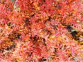 Photo background of autumn red-orange leaves