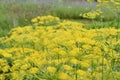 Background. Beautiful umbrella of blossoming dill