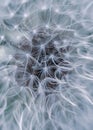 Photo background of macro white fluff against flowers in summer.Dandelion seed pattern Royalty Free Stock Photo