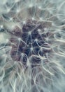 Photo background of macro white fluff against flowers in summer.Dandelion seed pattern Royalty Free Stock Photo