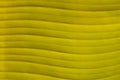 Photo background texture of green palm leaf, macro Royalty Free Stock Photo