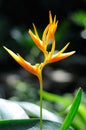 A Backlighted Crane Flower Strelitzia