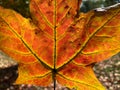 Backlit Orange Leaf in October