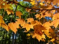 Pretty Backlit Orange Leaf Color of Autumn in October