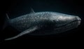 photo of Balaenoptera musculus also known as the blue whale on black background. Generative AI