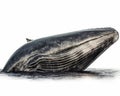 photo of baleen whale isolated on white background. Generative AI Royalty Free Stock Photo