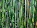 This is a photo of bamboo tree grass plants that usually grow in the home yard of this photo for the background Royalty Free Stock Photo