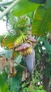 Photo Banana heart fruit