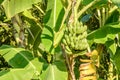 Photo of banana and banana plant Royalty Free Stock Photo