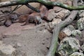 Banded mongoose family hiding under branches and rocks