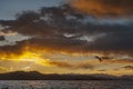 Sunset lake with a gull flying