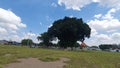 Photo of 2 banyan trees in the middle of the field