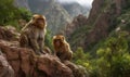 photo of Barbary macaques sitting on the rocky terrain of the Atlas Mountains in Morocco. The macaques have distinctive greyish