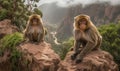 photo of Barbary macaques sitting on the rocky terrain of the Atlas Mountains in Morocco. The macaques have distinctive greyish