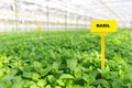 Basil yellow label amidst herbs growing in greenhouse