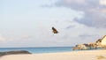 A photo of a bat from the Maldives, so fast Royalty Free Stock Photo