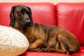 Bavarian hound is laying like a human